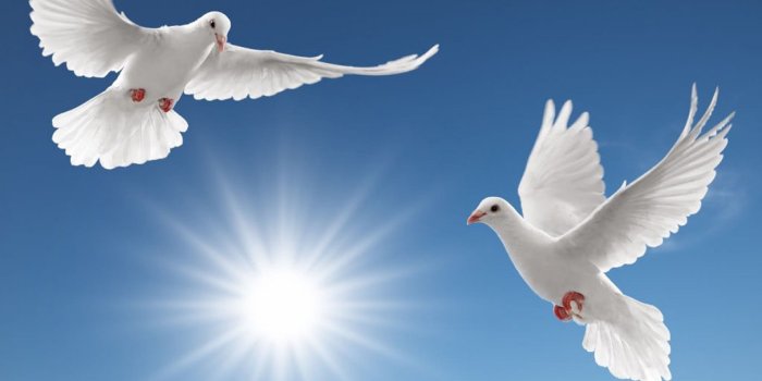 2560x1600 White Dove Wallpaper (70+ images)