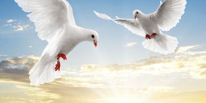 1600x1200 52 Dove HD Wallpapers | Background Images