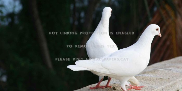 1920x1200 white doves valentine love couple birs day