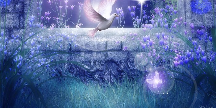 1920x1080 Dove Backgrounds Download Free
