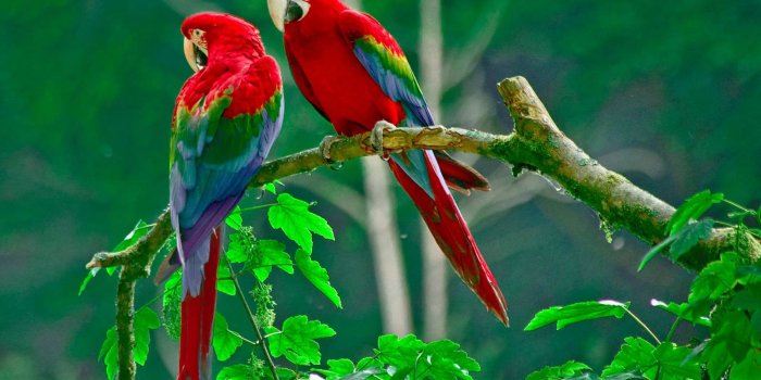 1600x1200 Mobile Phone Wallpapers Love BIRDS