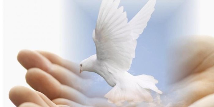 1440x900 Dove of Peace - Peace & Love Revolution Club Wallpaper (25246250