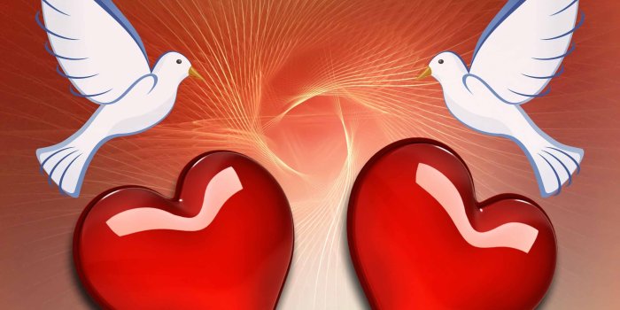 3264x2448 Love Birds Images on WallpaperGet.com