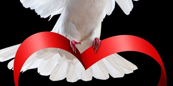 828x1792 Wallpaper White dove, love heart ribbon, black background