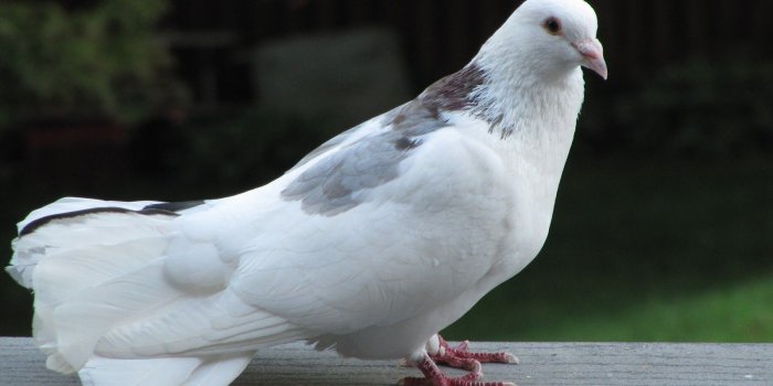 1600x1200 Dove - Doves Wallpaper (42629843) - Fanpop - Page 5