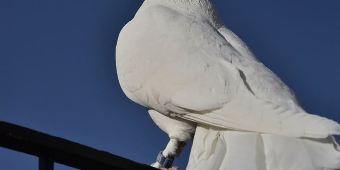 910x1365 HD wallpaper: bird, dove, animal, feather, white, love, nature