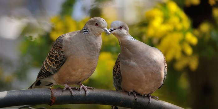 1920x1300 Birds turtle dove wallpaper | 1920x1300 | 177308 | WallpaperUP
