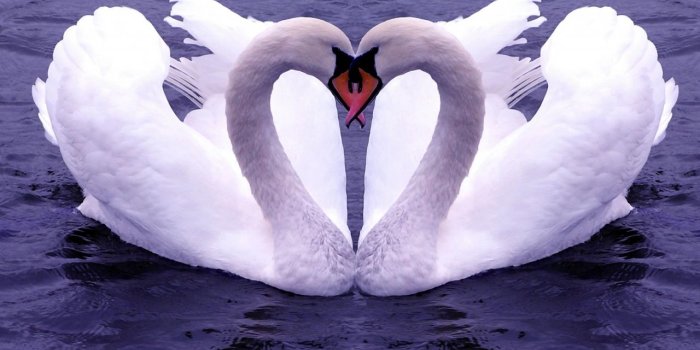 1280x805 Love Birds Wallpapers - Top Free Love Birds Backgrounds