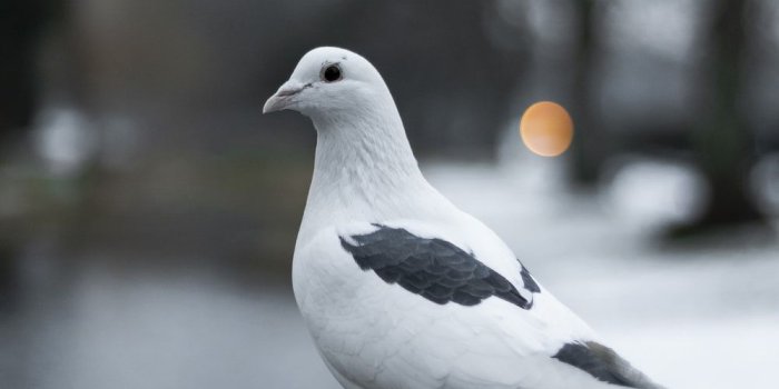 1000x1500 500+ Pigeon Pictures | Download Free Images on Unsplash