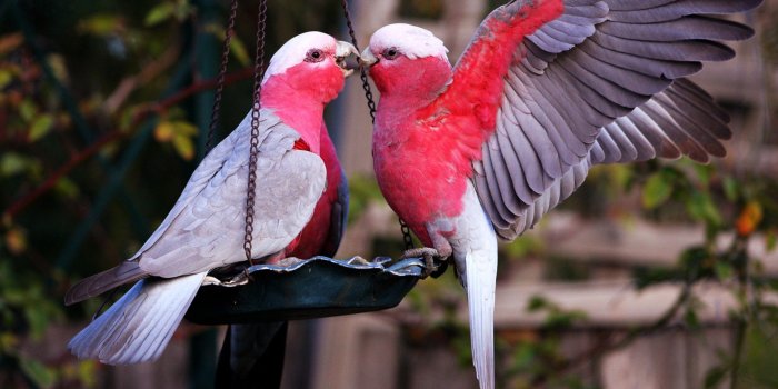 2560x1600 Birds Love Wallpapers - Top Free Birds Love Backgrounds