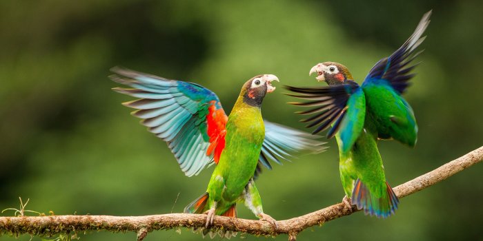 4100x2307 Love Birds 4k Wallpaper - HD Wallpaper For Desktop Background