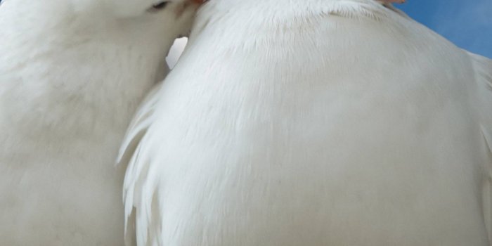 1440x2560 Download wallpaper 1440x2560 doves, couple, rose, sky, love qhd