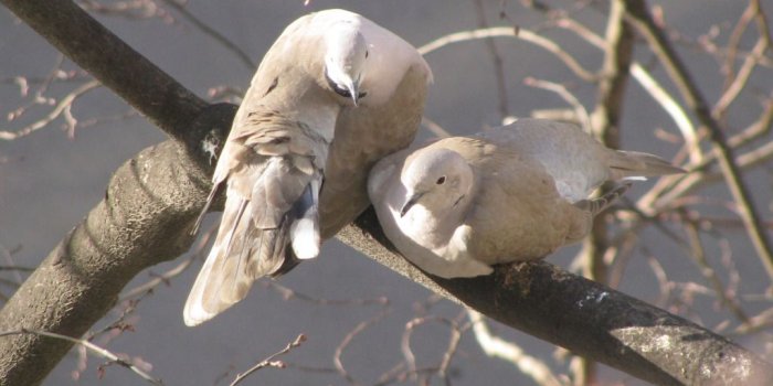 1024x768 Loving Doves Couple – One HD Wallpaper Pictures Backgrounds FREE