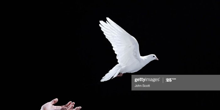 1024x769 Dove Bird Stock Pictures, Royalty-free Photos & Images - Getty Images