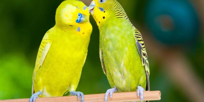 1920x1080 Love Birds Wallpapers ·① WallpaperTag