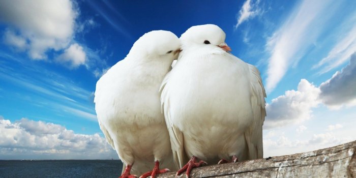 1920x1080 climbing nature love white birds 1920x1080 wallpaper – Animals