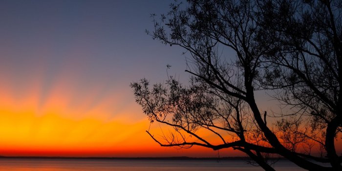 1600x1200 Download wallpaper 1600x1200 tree, sunset, dark, horizon, dusk