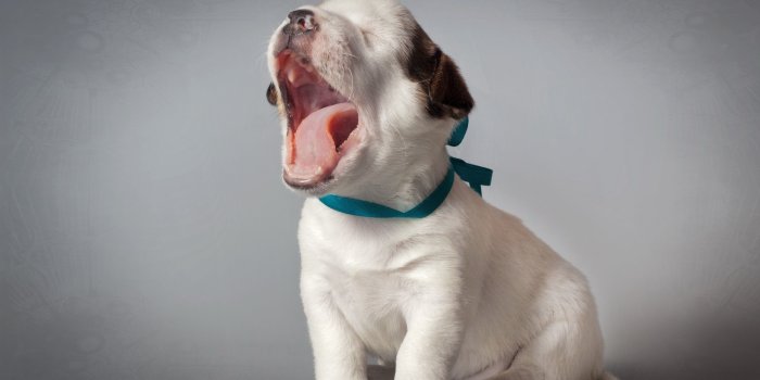 2560x1627 Funny Animal Desktop Wallpaper (57+ images)