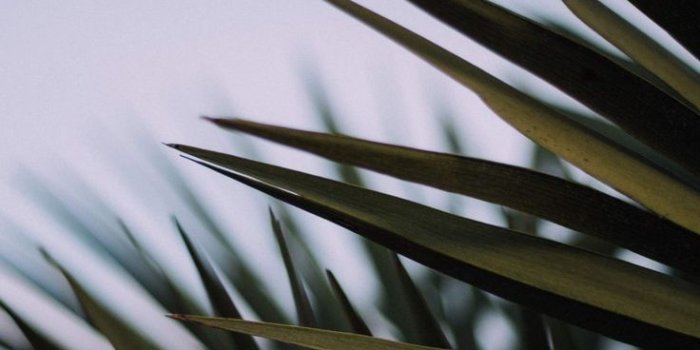 736x1472 Wallpaper palm leaves palm wallpaper iphone lockscreen leaves