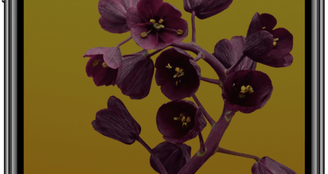 660x1316 iPad & iPhone Wallpaper: How to Change Your Home & Lock Screen