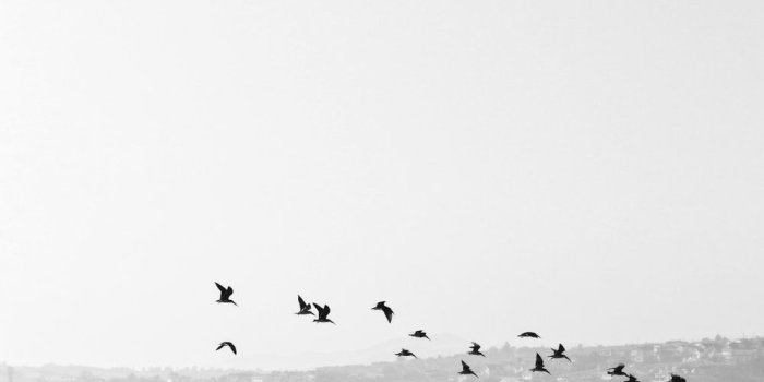 1000x1504 Black And White Wallpapers: Free HD Download [500+ HQ] | Unsplash