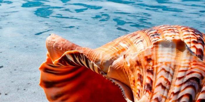 720x1280 Shell Summer Beach Sun Cute Wallpaper App Lock for Android - APK