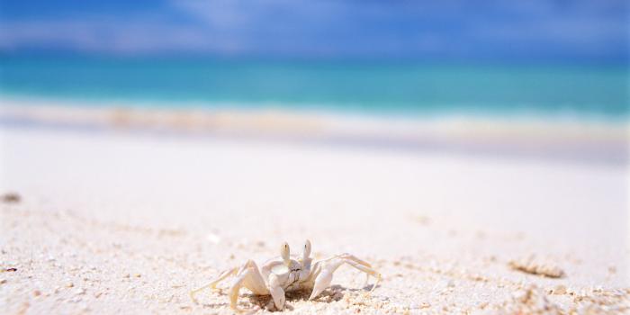 1920x1200 HD Wallpaper Of A Cute White Crab By The Beach | PaperPull