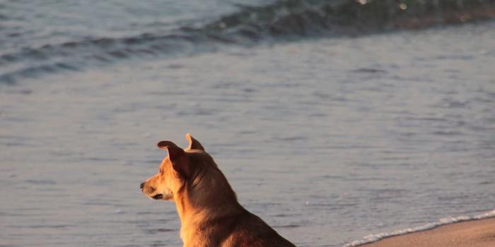 910x1365 HD wallpaper: dog, beach, sand, ocean, sea, looking, cute, puppy