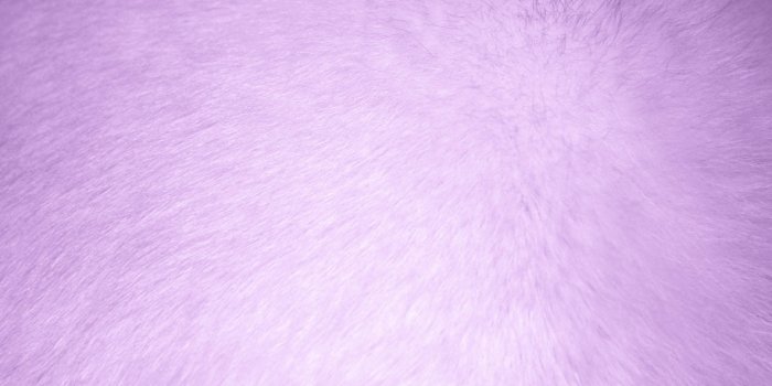 3888x2592 Purple Fur Wallpapers