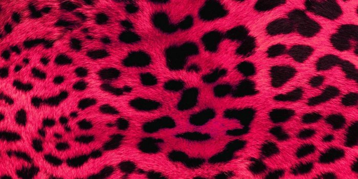 1920x1200 Fur Wallpapers - Top Free Fur Backgrounds - WallpaperAccess