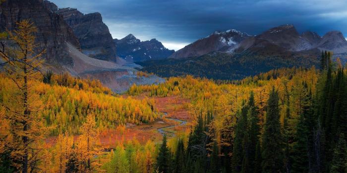1920x1080 Larch Trees Forest In Autumn By Mountain Range HD Desktop