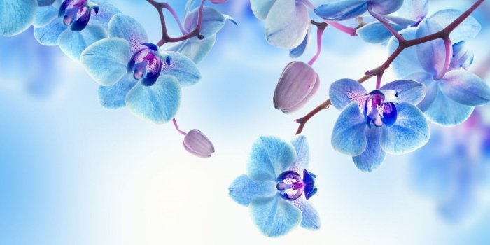 1280x720 Orchid, 5k, 4k wallpaper, flowers, blue, white (horizontal