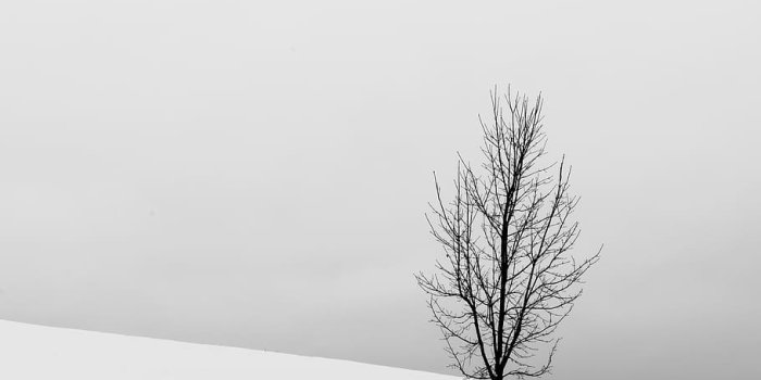 910x1364 HD wallpaper: bare tree in middle of snowy field, cold temperature