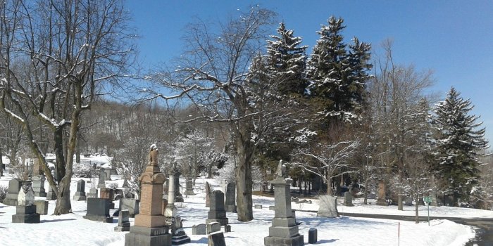 1600x900 Snowy Owl Lost: A Montreal Return - Mount Royal Cemetery, March 23