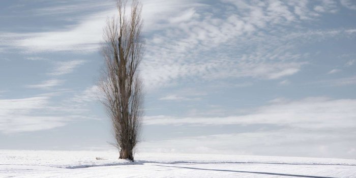 2000x1333 field, landscape, nature, poplar, snowy landscape, tree, winter