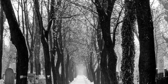 910x1344 HD wallpaper: Promo, Winter, Road, Nature, Snowy Road, trees