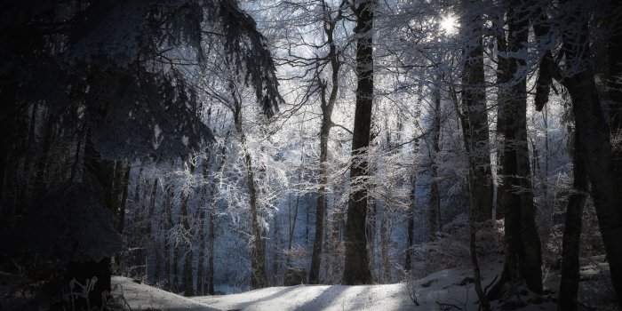 1920x1200 Landscapes nature seasons winter snow trees forests moons