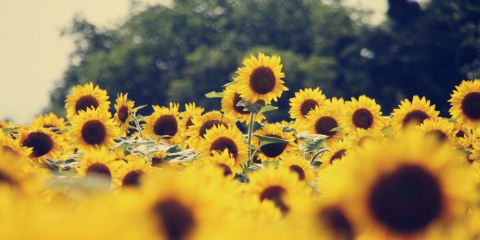 3456x2304 Sunflower Vintage Hd Desktop Wallpaper - Sunflowers Wallpaper