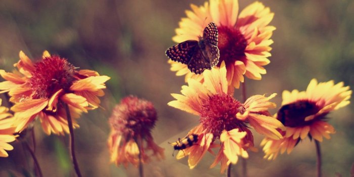 1332x850 Photo Wallpaper Summer, Butterfly, Heat, Flowers, Marigolds