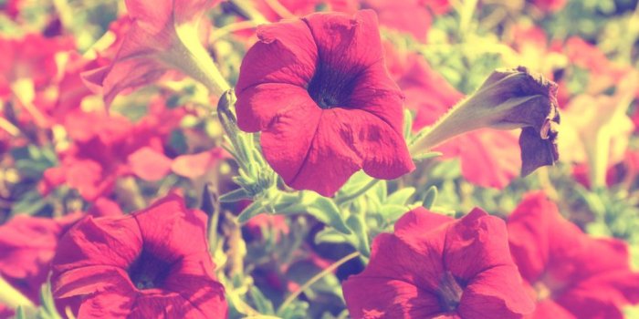 1051x761 Free download Vintage Summer [1051x761] for your Desktop, Mobile