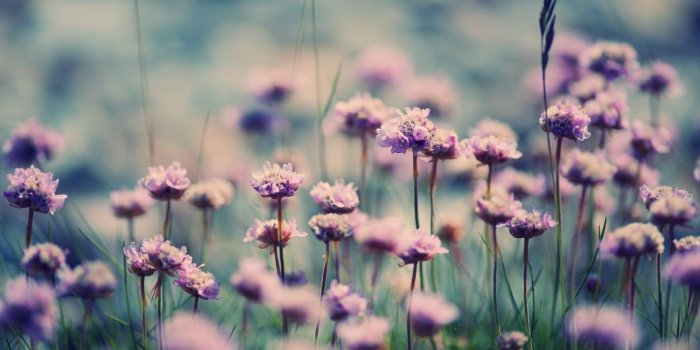 1920x1080 Field Of Flowers Vintage Wallpaper - Field Of Flowers Vintage