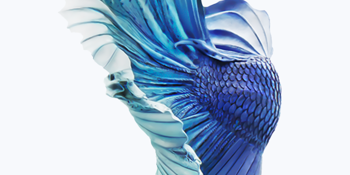 1080x1921 iPhone Fish Wallpapers Free Download | Ikan cupang, Binatang