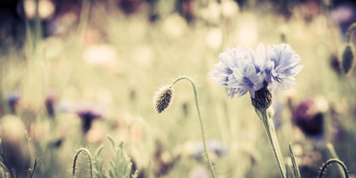 1920x1200 Retro Flower Wallpaper (43+ images)