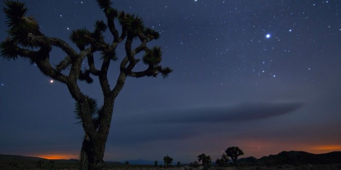1332x850 Wallpaper Sand, Tree, Night, Desert, Mexico, CA, USA, Stars