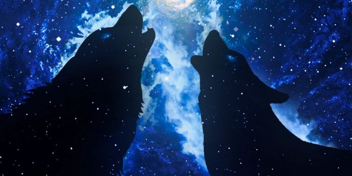 1080x1920 Download wallpaper 1080x1920 wolves, silhouettes, starry sky, art