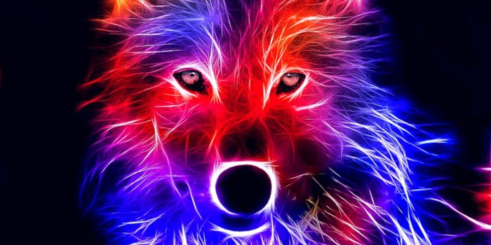 1488x810 Best 35+ Red Wolf Desktop Background on HipWallpaper | Red