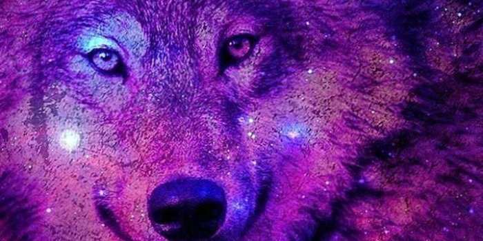719x1346 Galaxy Tab Wallpapers Wolf - Wolf-Wallpapers.Pro