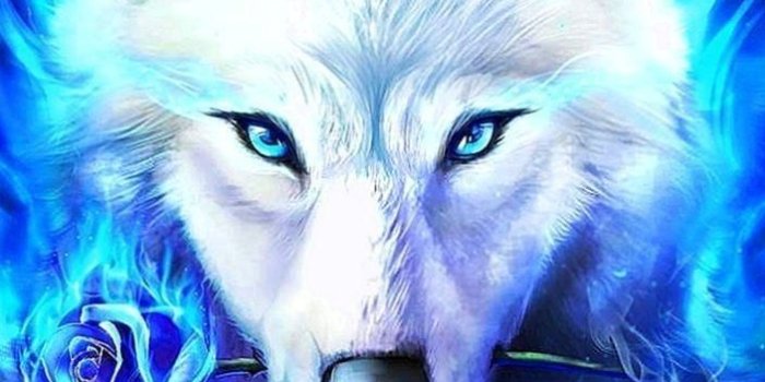 704x1252 Blue Wolf Wallpaper posted by Christopher Mercado