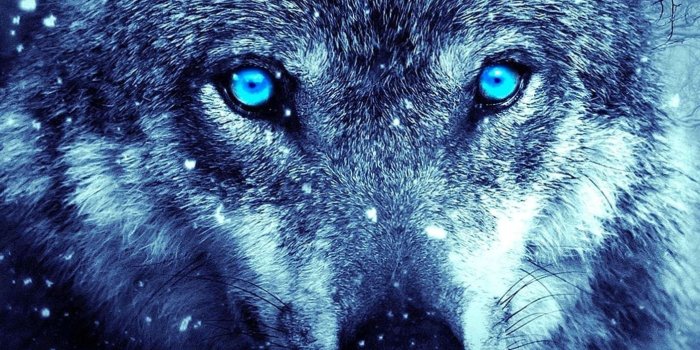 1404x2887 Wolf Wallpapers For Galaxy S8 - Wolf-Wallpapers.Pro