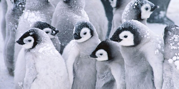 1920x1440 Cute Penguin Backgrounds